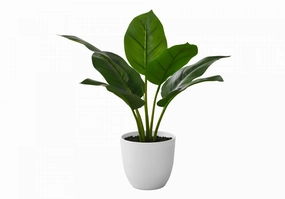 17" Aureum Plant With 5" White Pot - Green