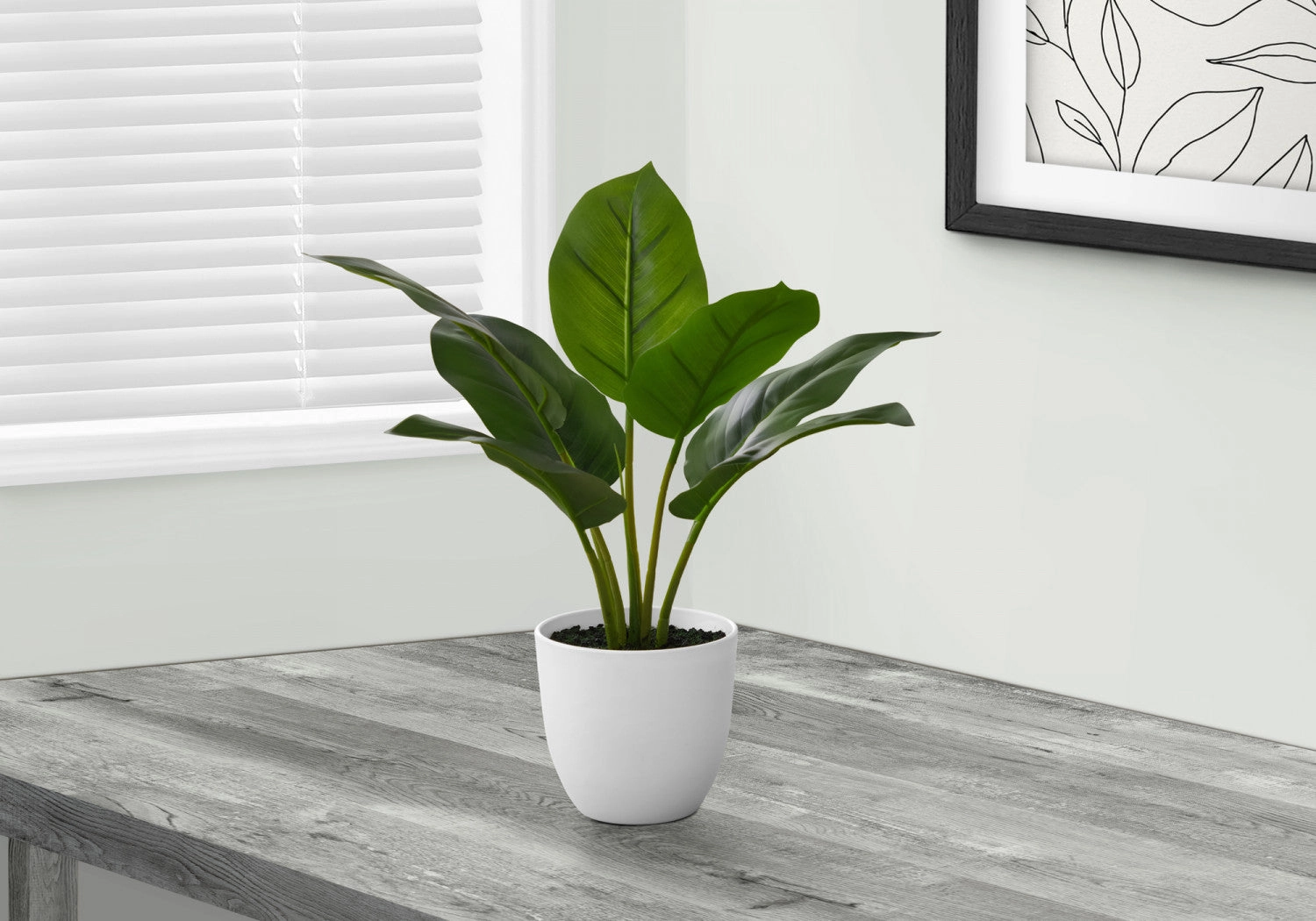17" Aureum Plant With 5" White Pot - Green