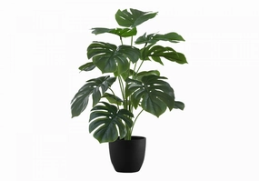 24" Monstera Plant With 5" Black Pot - Green