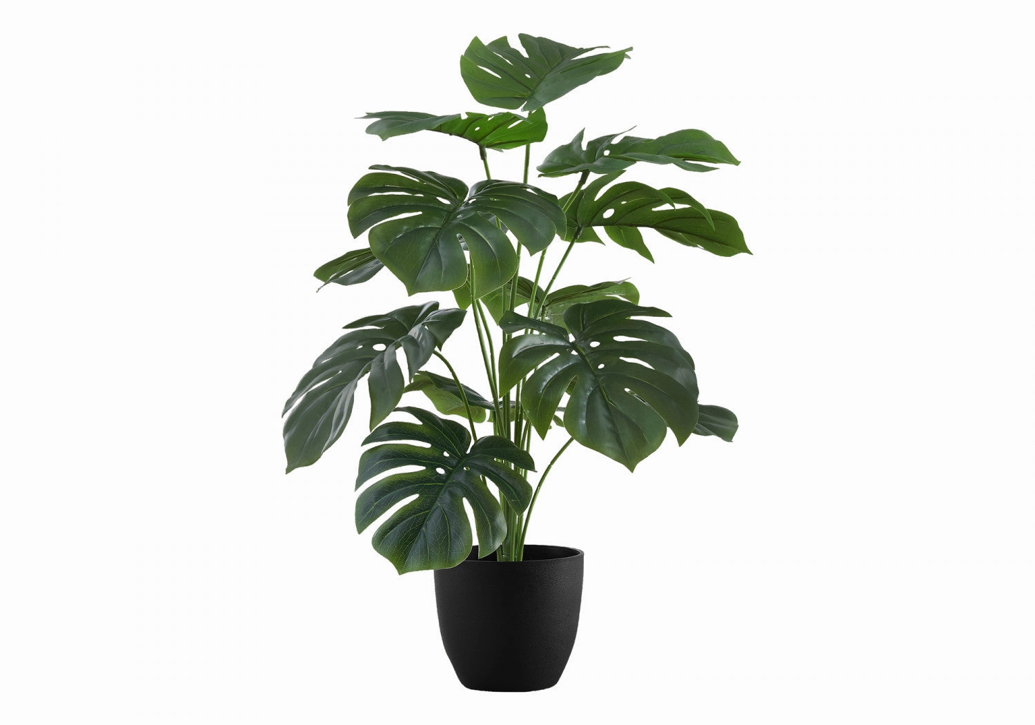 24" Monstera Plant With 5" Black Pot - Green